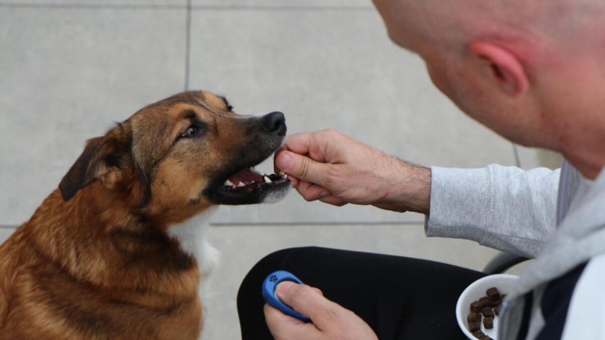 Dogs Can Smell Your Stress, Leading to Behavioral Changes, Study Shows 6 Dogs Can Smell Your Stress, Leading to Behavioral Changes, Study Shows - training dog clicker ss2196605923