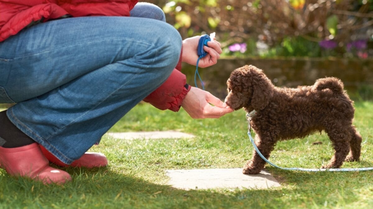 15 Tips for Successful Clicker Training Your Dog 5 15 Tips for Successful Clicker Training Your Dog - training with clicker ss181328015