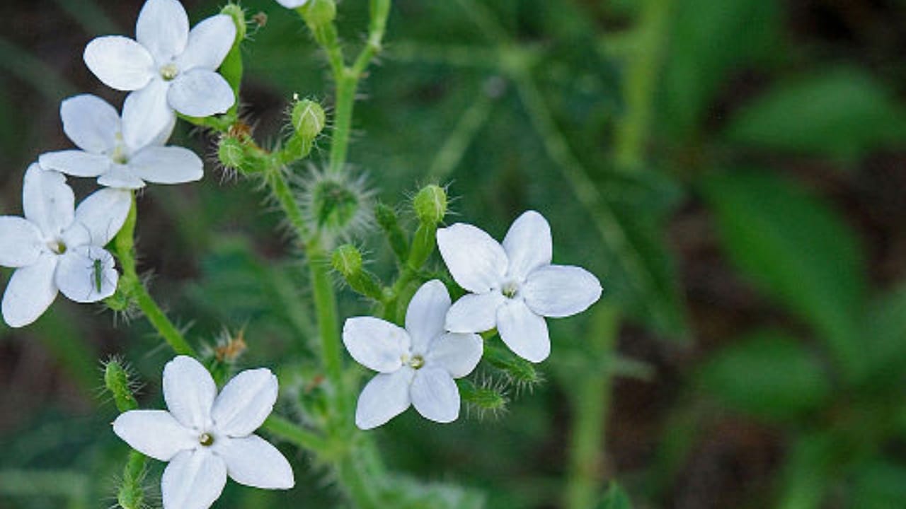 10 of the Most Pain-Inducing Plants on Earth You Should Never Touch 6 10 of the Most Pain-Inducing Plants on Earth You Should Never Touch - tread softly wc