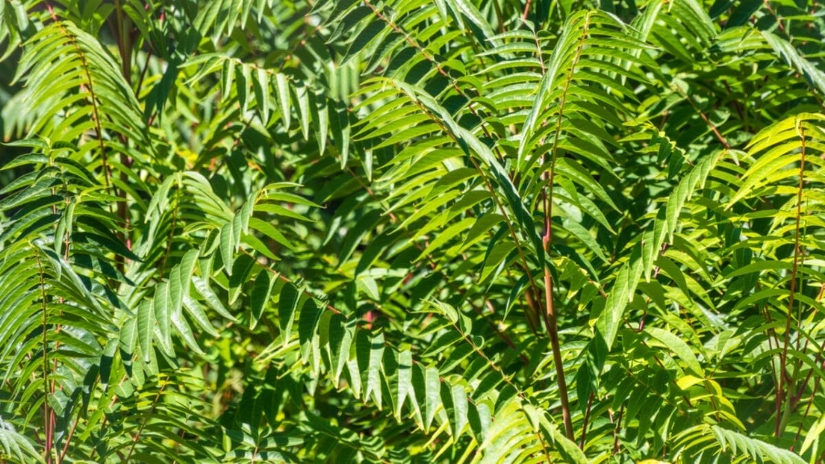 12 Invasive Plants You Must Remove ASAP from Your Yard 5 12 Invasive Plants You Must Remove ASAP from Your Yard - tree heaven ss1940606242