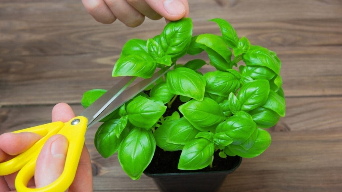 How to Cut Basil for an Abundant Harvest All Season Long 3 How to Cut Basil for an Abundant Harvest All Season Long - trimming basil ss2157552113