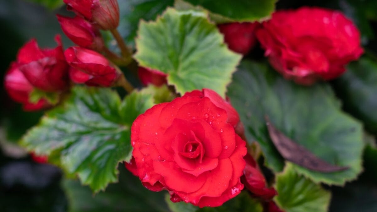 15 Stunning Flowering Bulbs & Tubers for Shady Backyards - tuberous begonia dp270660326