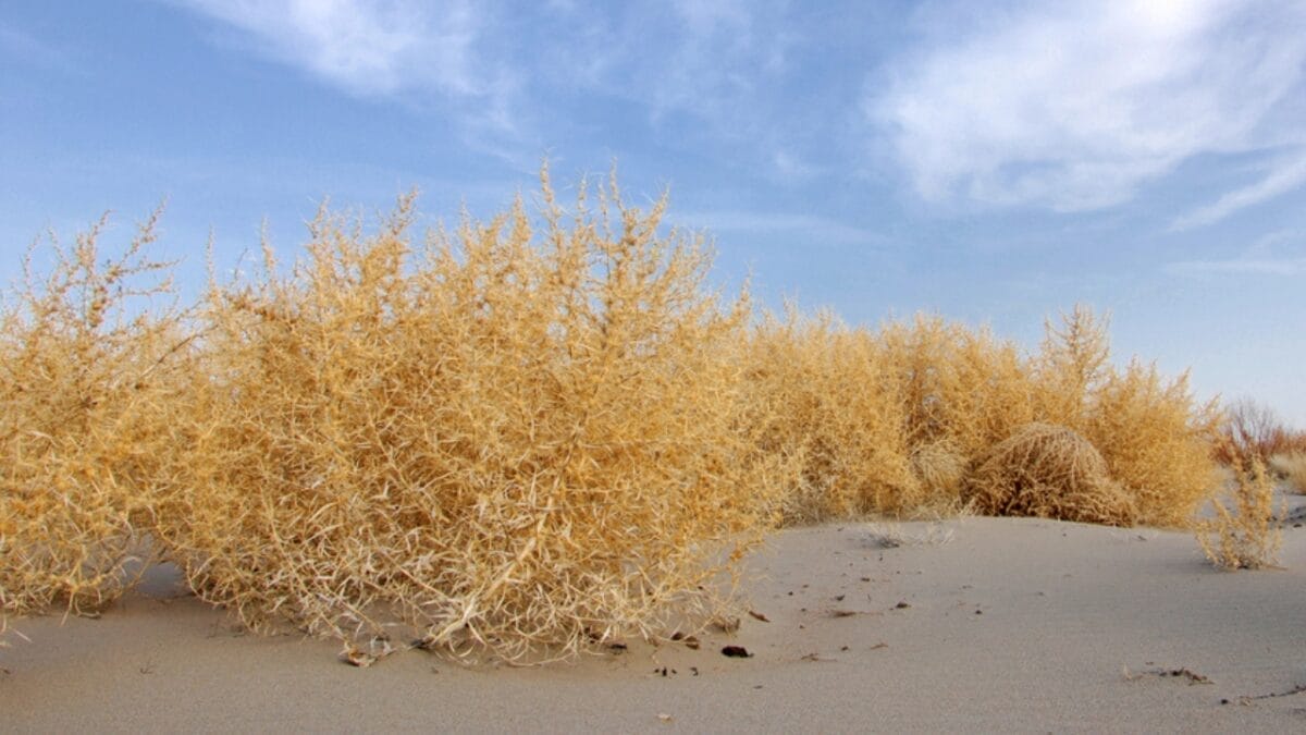 15 Plants Our Grandparents Ate to Survive the Great Depression - tumbleweed dp328737110
