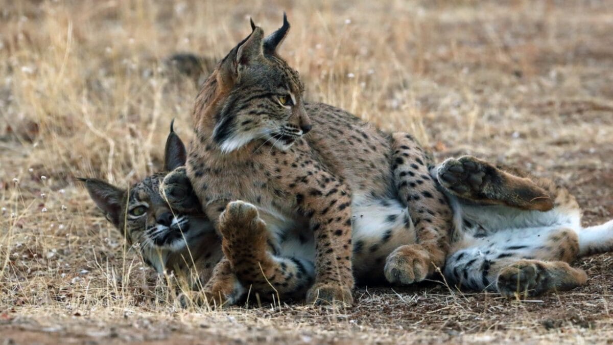 Conservation Efforts Have Resurrected the Iberian Lynx Population - two iberian dp624352982