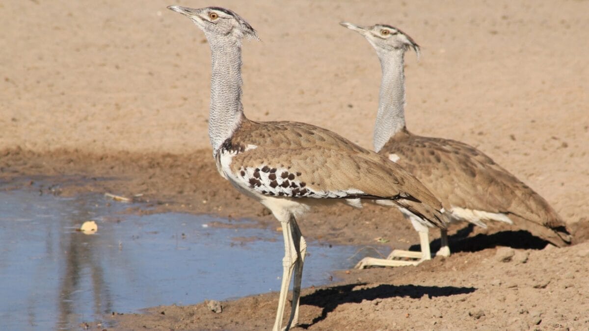 The World's Heavyweight Champion of Flying Birds, Weighing as Much as 4-Gallons of Paint 5 The World's Heavyweight Champion of Flying Birds, Weighing as Much as 4-Gallons of Paint - two kori bustard dp269760108