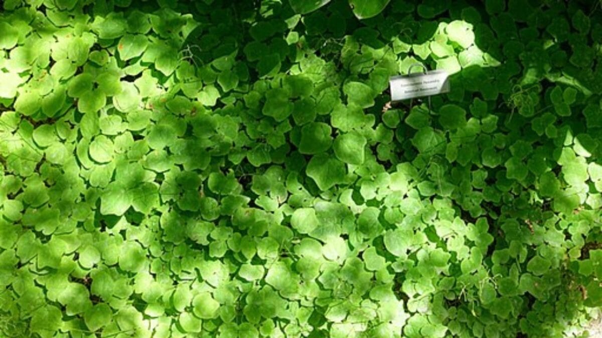 15 Shade-Loving Ground Covers to Transform Your Garden 16 15 Shade-Loving Ground Covers to Transform Your Garden - vancouveria hexandra wc
