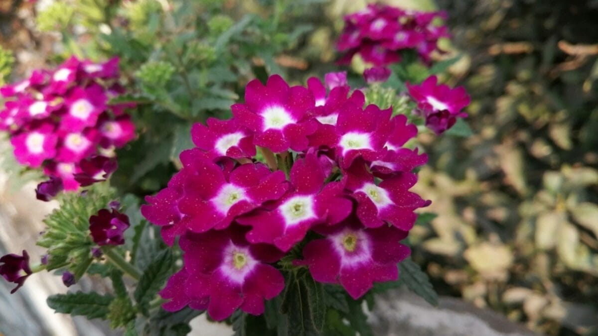15 Perfect Annuals to Pair with Your Late Summer Mums 11 15 Perfect Annuals to Pair with Your Late Summer Mums - verbena ss2397929395