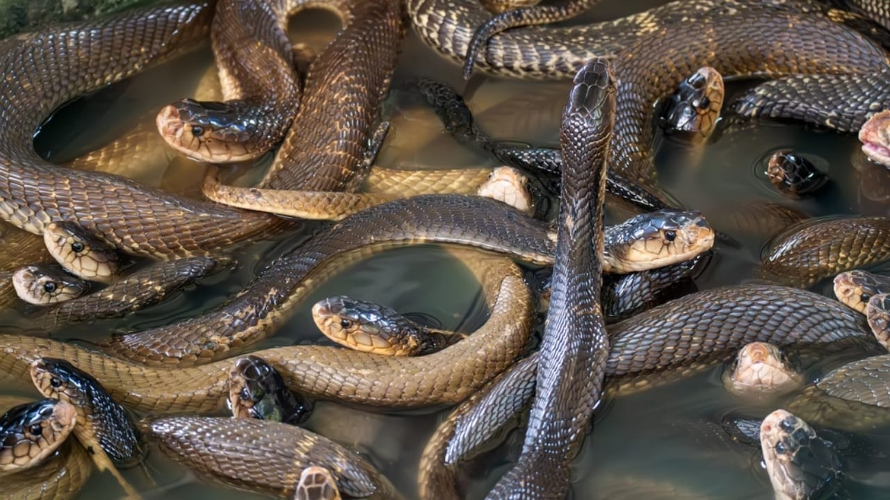 13 Ways Your Home Could Be Inviting Snakes Inside 14 13 Ways Your Home Could Be Inviting Snakes Inside - virginia snake ss2341493003