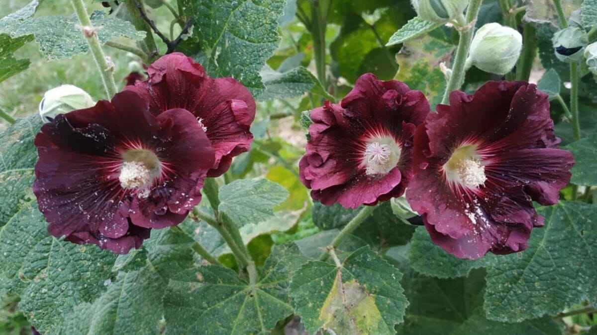Plant These 12 Flower Seeds in September for Abundant Color Next Season 10 Plant These 12 Flower Seeds in September for Abundant Color Next Season - watchman black hollyhocks dp391232284