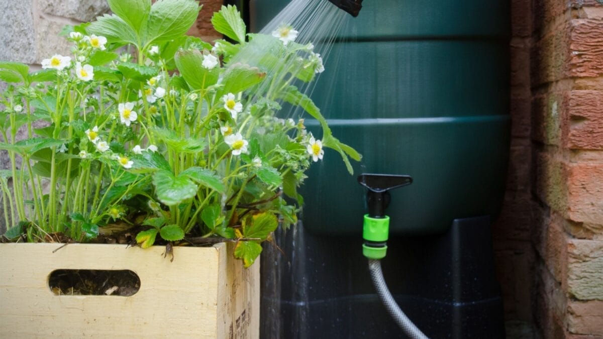 10 Things Expert Gardeners Do to Create a Lush Outdoor Container Garden 6 10 Things Expert Gardeners Do to Create a Lush Outdoor Container Garden - water plants ss433530907