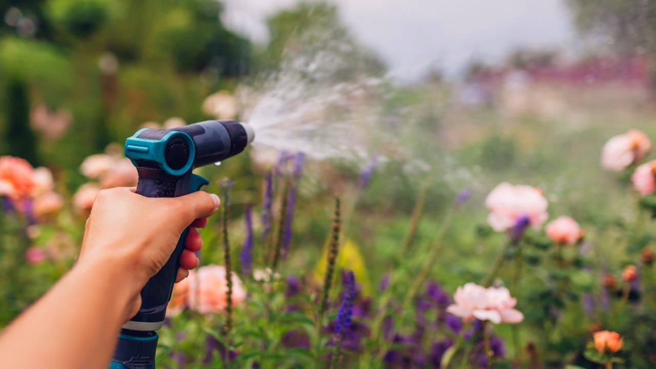 10 Ways You’re Unknowingly Helping Creeping Charlie Invade Your Lawn 7 10 Ways You’re Unknowingly Helping Creeping Charlie Invade Your Lawn - watering garden ss2480810671