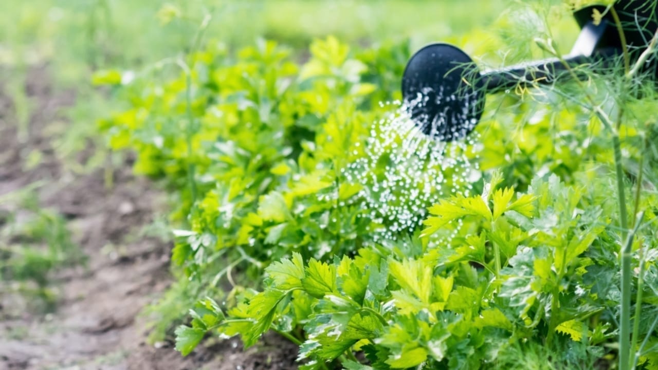 The Secret to Growing an Endless Supply of Fresh Celery on Your Windowsill From Store Bought Plant 4 The Secret to Growing an Endless Supply of Fresh Celery on Your Windowsill From Store Bought Plant - watering celery ss2256253293