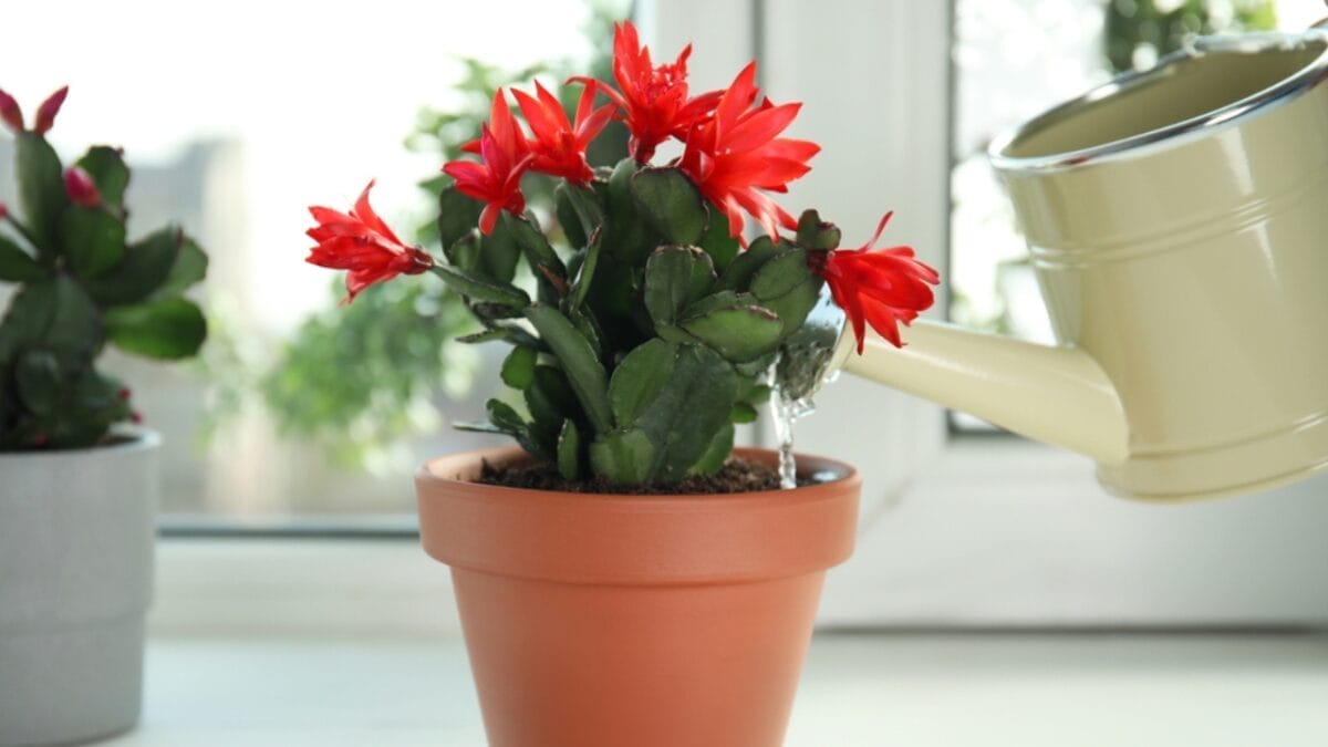 How to Repot a Christmas Cactus for Vibrant Blooms Year After Year 5 How to Repot a Christmas Cactus for Vibrant Blooms Year After Year - watering christmas cactus ss1958374336