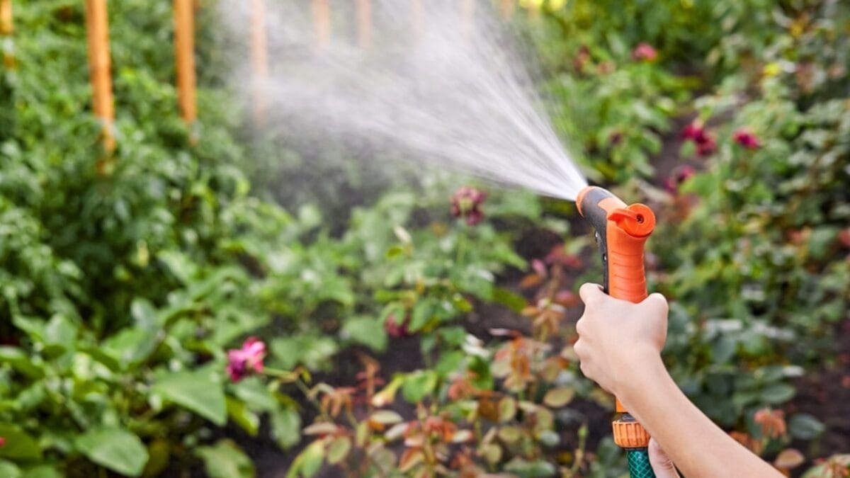 7-Simple Steps to Cultivating a Corsican Mint Lawn - watering ss2278704035