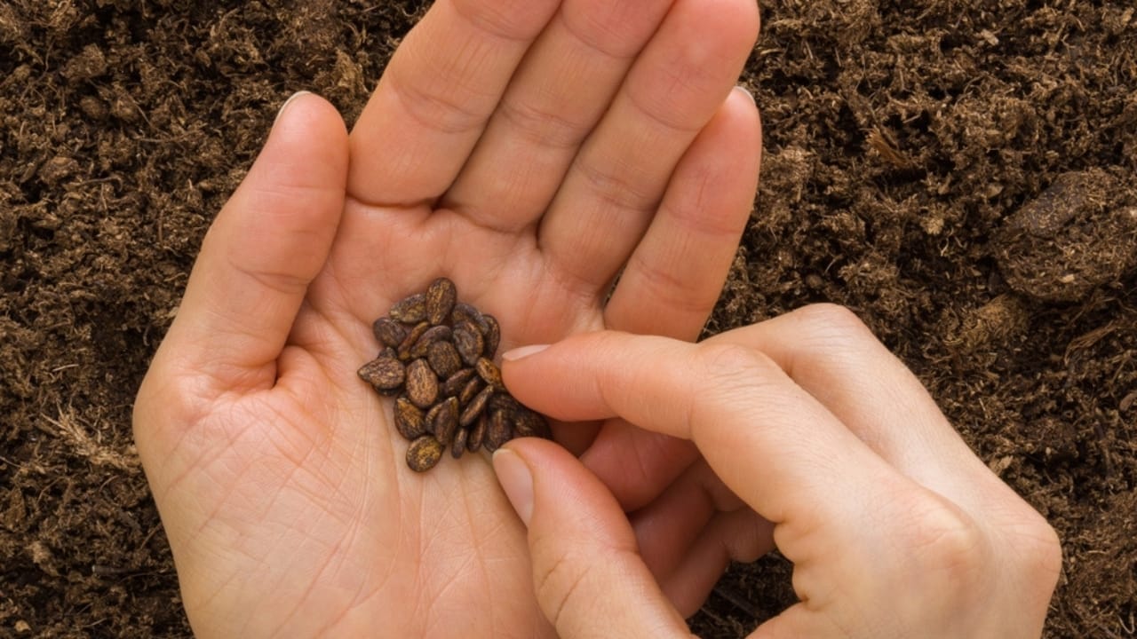 $22M Company Ditches Profits to Give Away Garden Seeds & 9 More Ways to Score Free Seeds 4 $22M Company Ditches Profits to Give Away Garden Seeds & 9 More Ways to Score Free Seeds - watermelon seeds ss2299607955