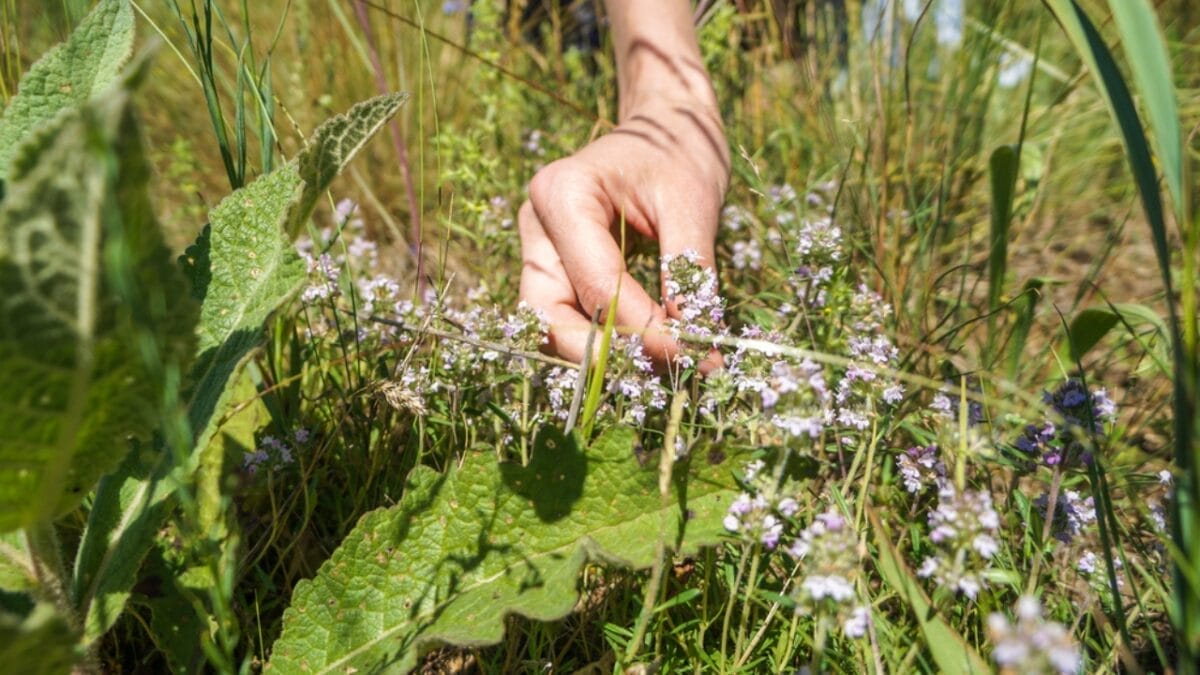 7 Simple Steps to Transform Your Grass Lawn into a Fragrant Red Creeping Thyme Carpet 5 7 Simple Steps to Transform Your Grass Lawn into a Fragrant Red Creeping Thyme Carpet - weeding thyme lawn dp156049286
