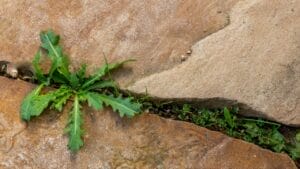 Get Rid of Weeds with Pet-Safe Ingredients You Already Own 1 Get Rid of Weeds with Pet-Safe Ingredients You Already Own - weeds pavement ss2408595123