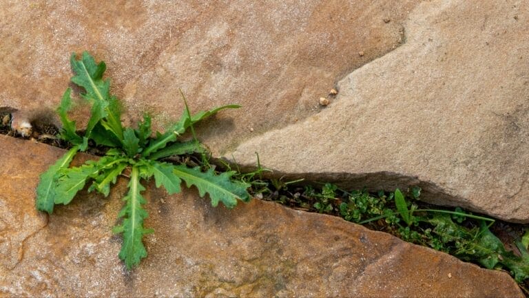 Get Rid of Weeds with Pet-Safe Ingredients You Already Own 3 Get Rid of Weeds with Pet-Safe Ingredients You Already Own - weeds pavement ss2408595123