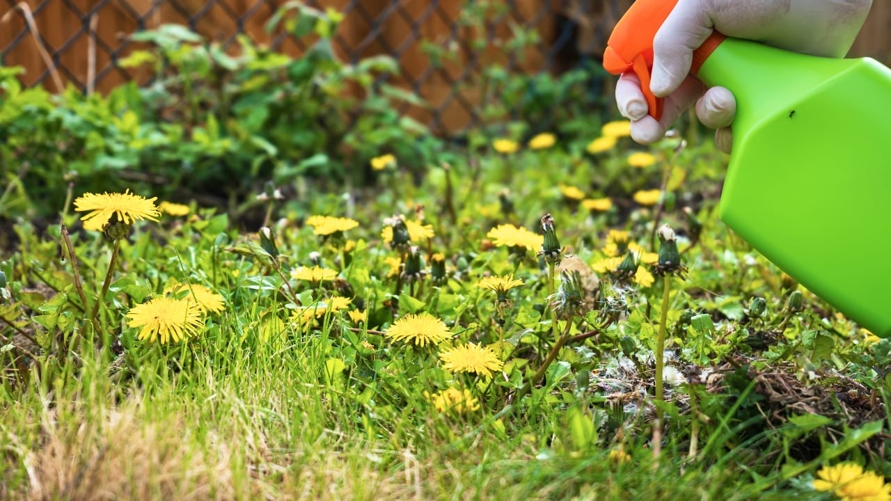 Get Rid of Weeds with Pet-Safe Ingredients You Already Own 5 Get Rid of Weeds with Pet-Safe Ingredients You Already Own - weeds spraying ss2463551217