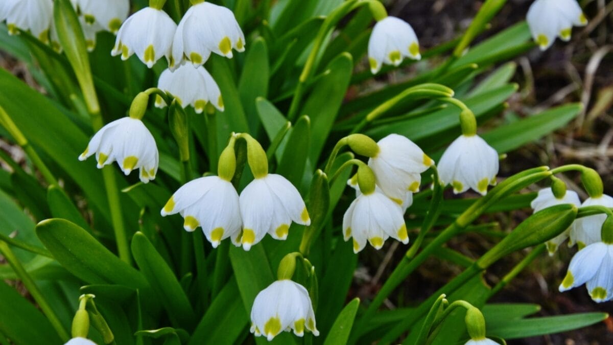 15 Stunning Flowering Bulbs & Tubers for Shady Backyards - white summer snowflake dp333157922