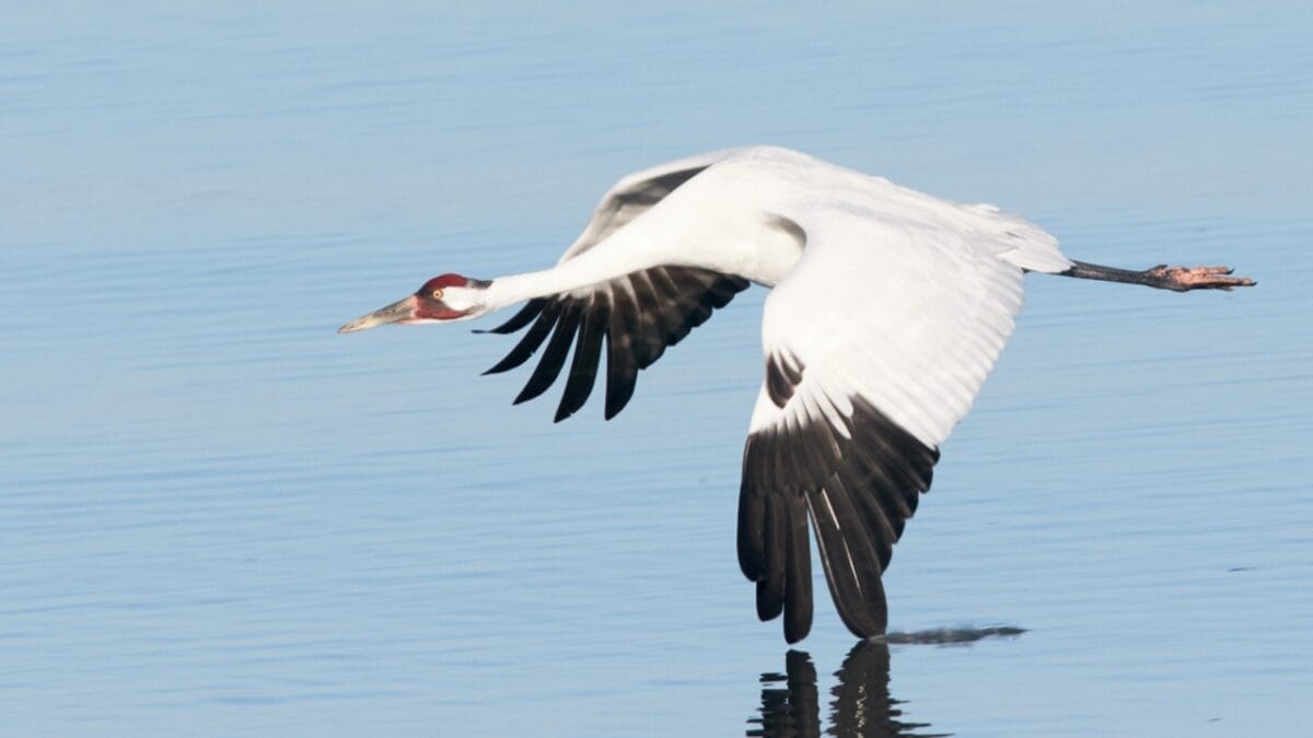8 Birds We Used to Eat, But are Now Protected 4 8 Birds We Used to Eat, But are Now Protected - whooping crane dp66108277