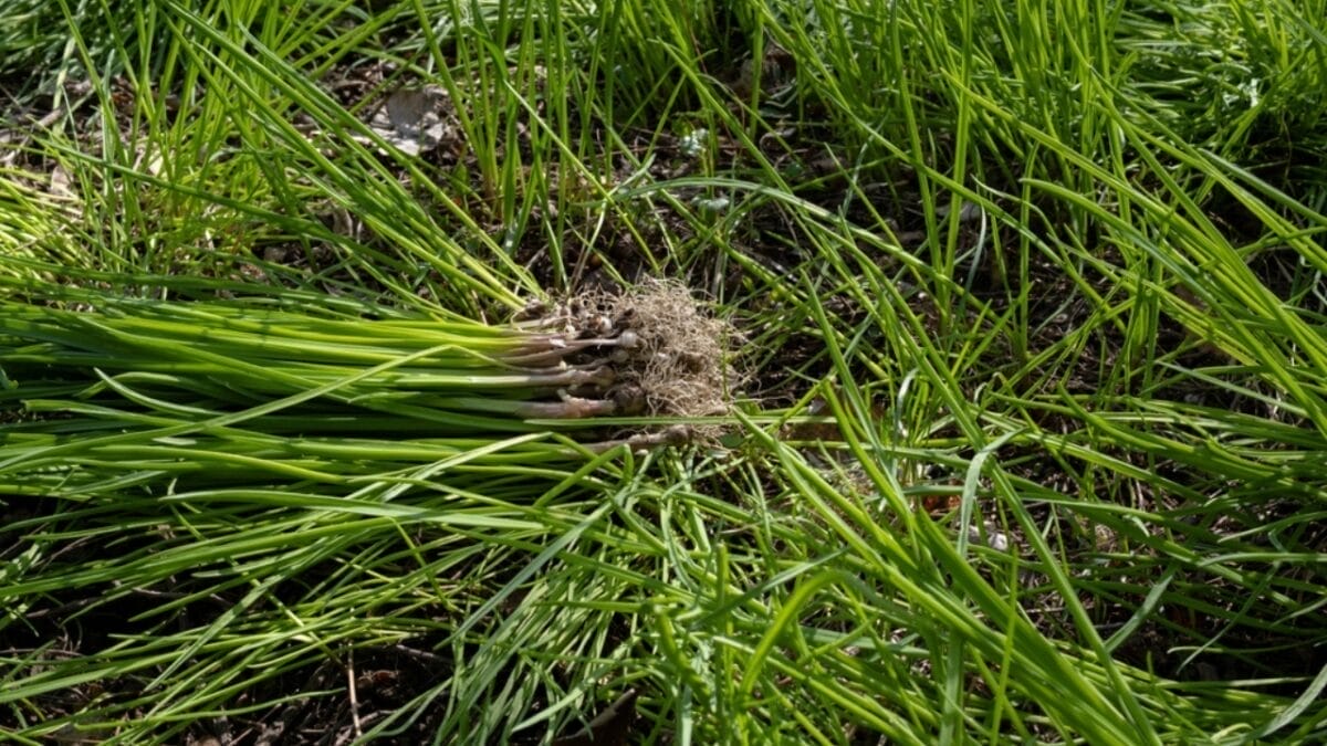 12 Perennial Vegetables & Herbs to Plant in Pots for a Lifetime of Harvest 12 12 Perennial Vegetables & Herbs to Plant in Pots for a Lifetime of Harvest - wild onion ss2290970311