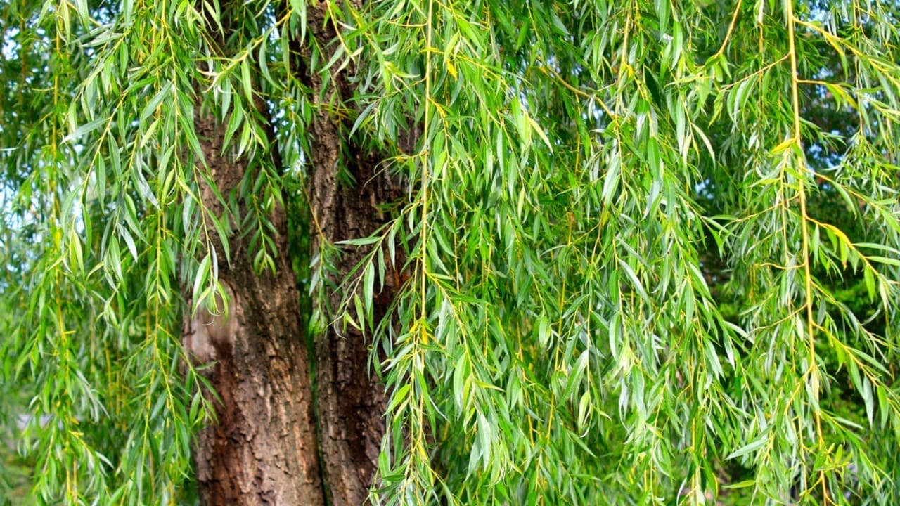 Crafting Aspirin from Willow Bark: An Ancient Pain Relief Remedy 4 Crafting Aspirin from Willow Bark: An Ancient Pain Relief Remedy - willow bark tree ss435718234 1