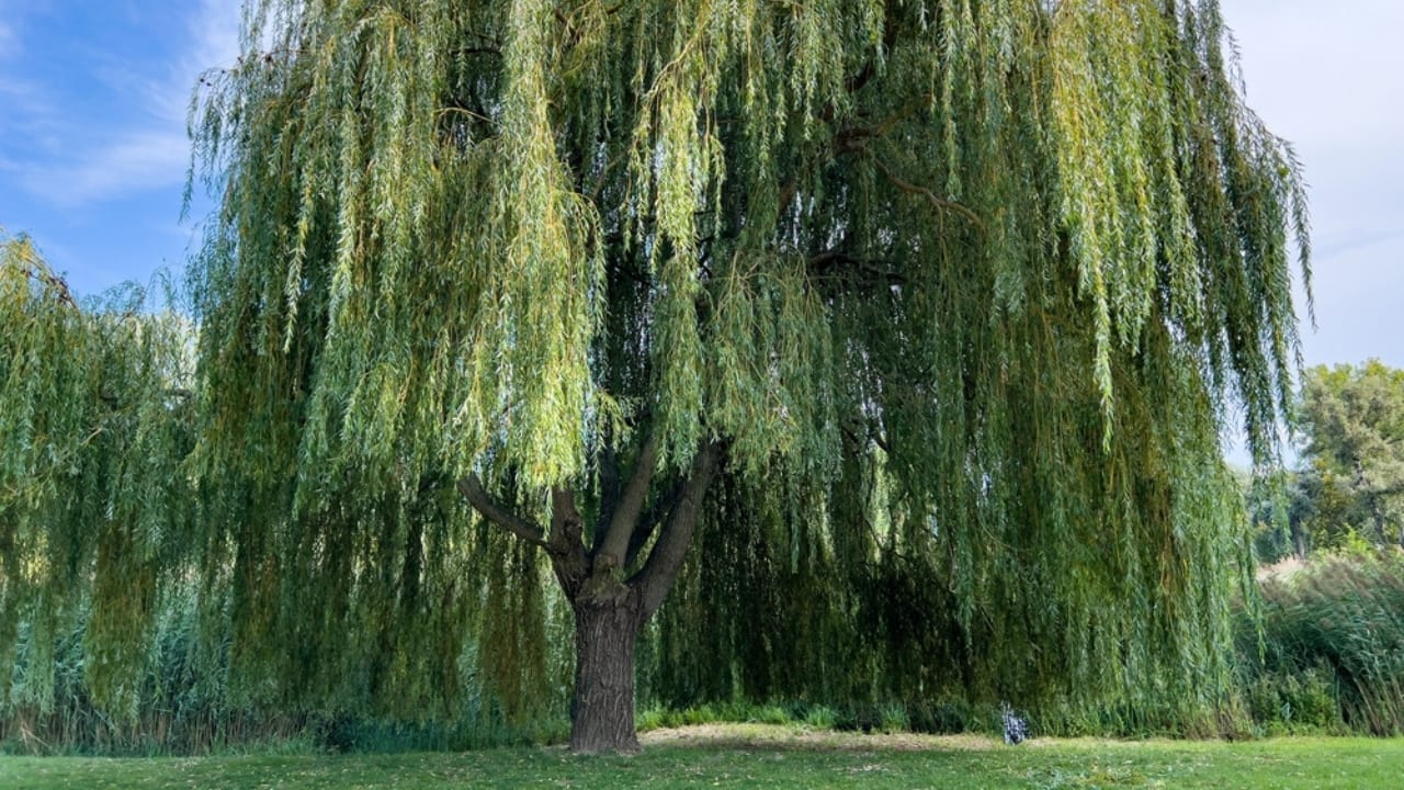 20 Trees That Could Be Your Lifeline in a Survival Situation 6 20 Trees That Could Be Your Lifeline in a Survival Situation - willow tree ss2195524585