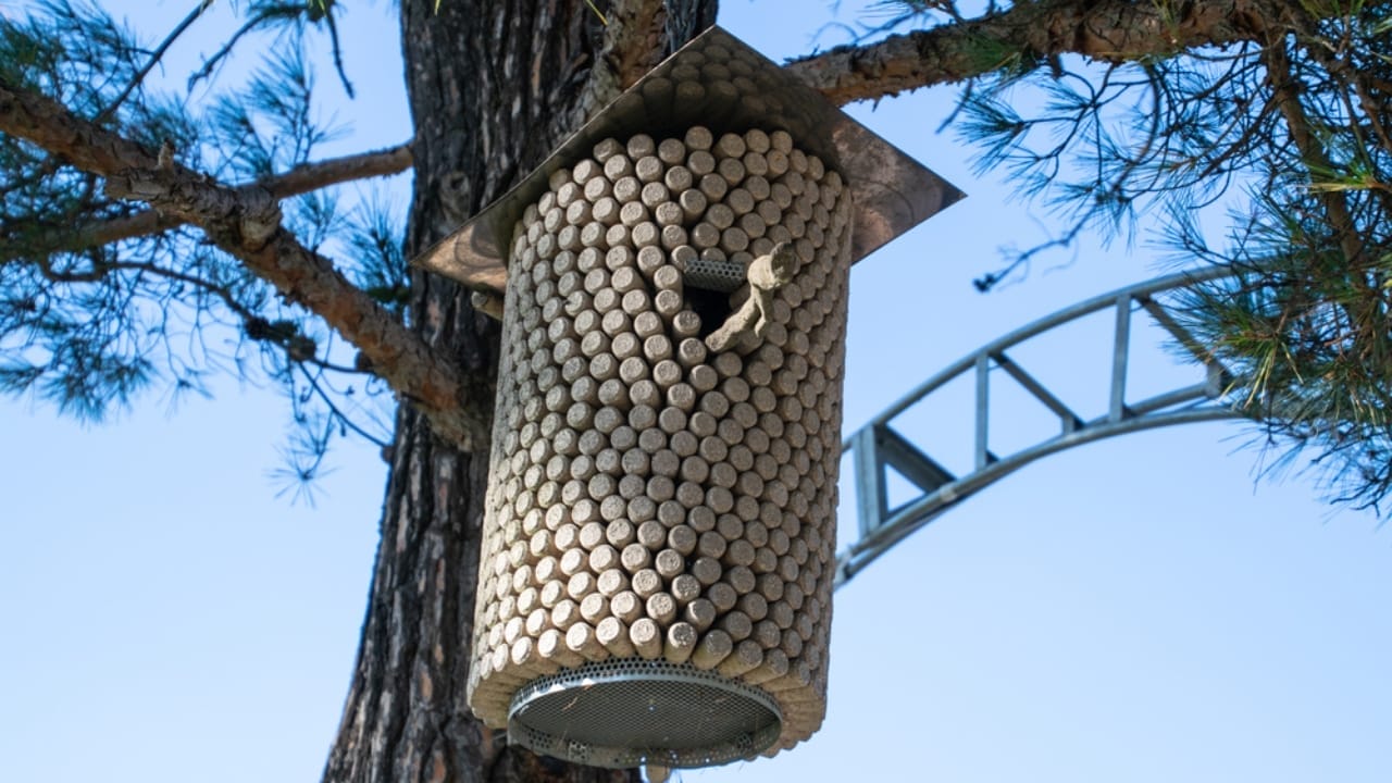 10 Creative Ways Gardeners Can Reuse Wine Corks 7 10 Creative Ways Gardeners Can Reuse Wine Corks - wine cork bird feeder ss1734611225