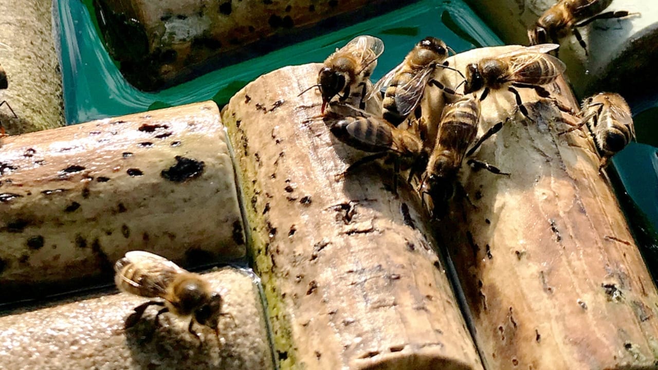 10 Creative Ways Gardeners Can Reuse Wine Corks 8 10 Creative Ways Gardeners Can Reuse Wine Corks - wine cork insect ss1366513538