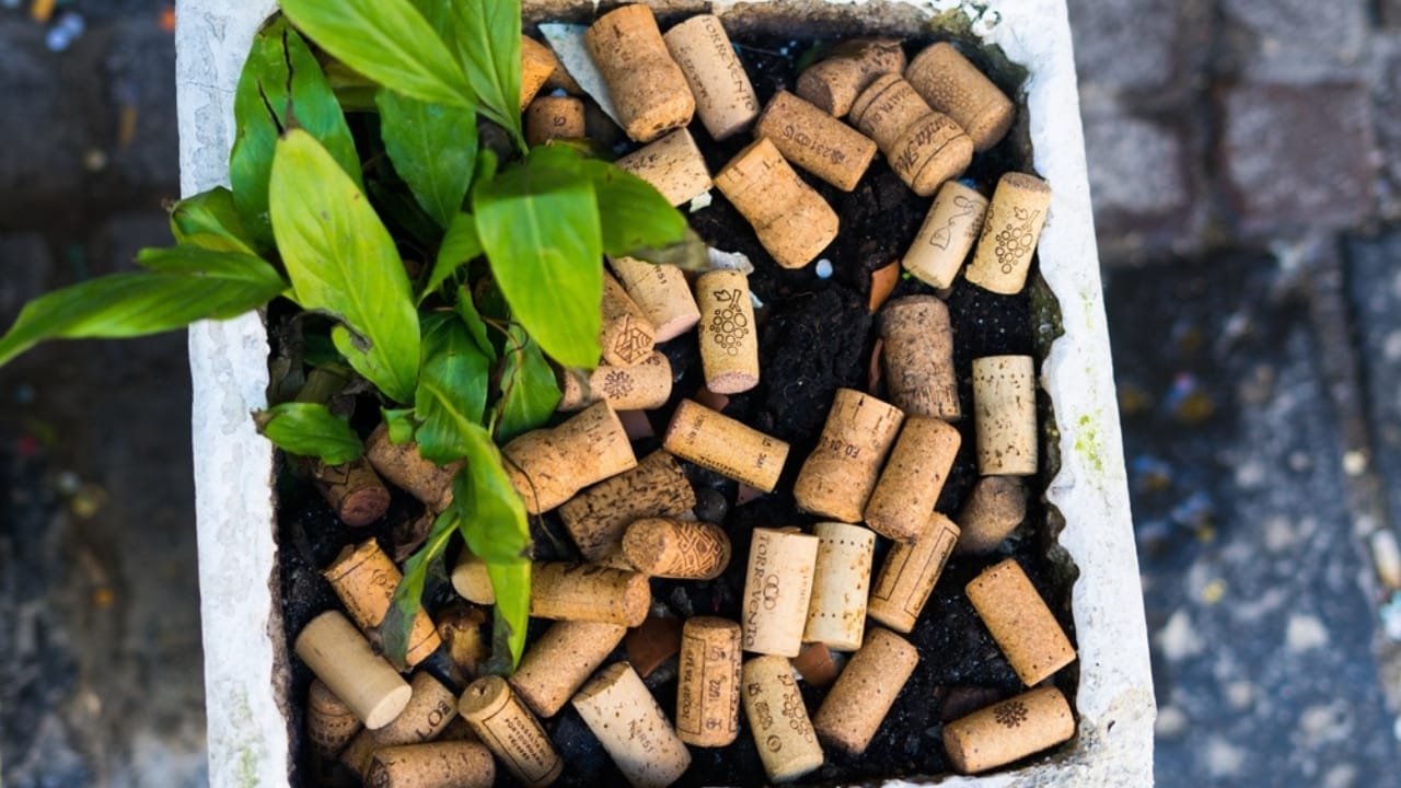 10 Creative Ways Gardeners Can Reuse Wine Corks 5 10 Creative Ways Gardeners Can Reuse Wine Corks - wine cork plant ss2362501071