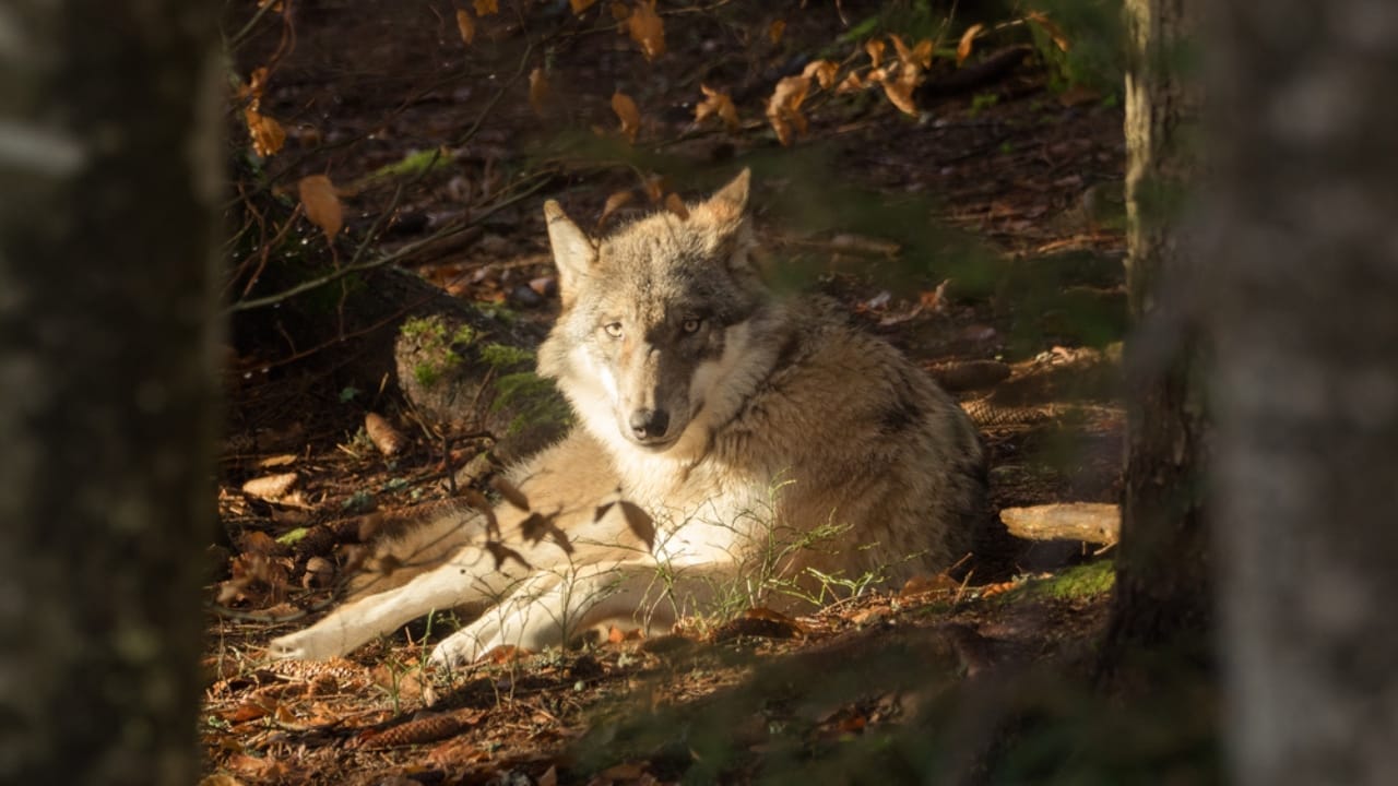 The 15 Most Dangerous Animals in North America 8 The 15 Most Dangerous Animals in North America - wolf dp156870872