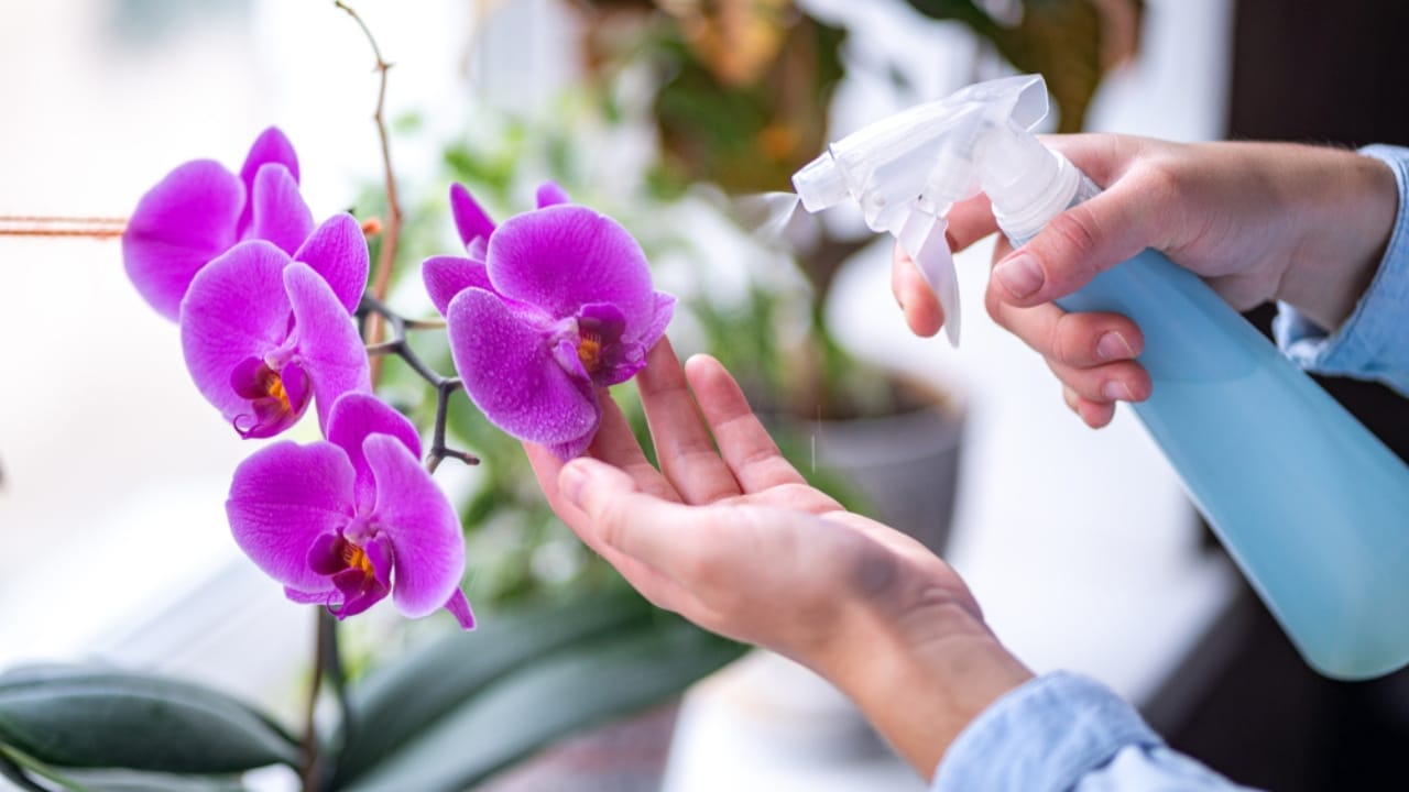 What to Do with Your Orchid After Blooming: 10 Tips 4 What to Do with Your Orchid After Blooming: 10 Tips - women spraying orchid ss1506533462