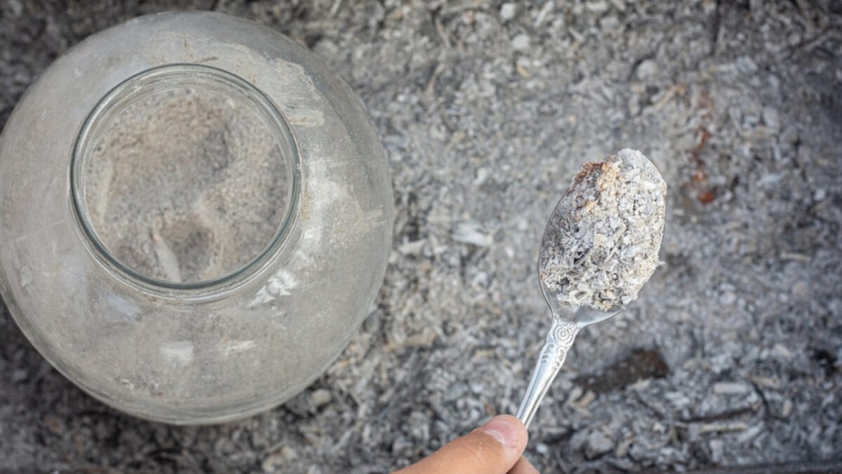 25 Useful Ways to Put Wood Ash to Work 6 25 Useful Ways to Put Wood Ash to Work - wood ash with spoon ss1845695887