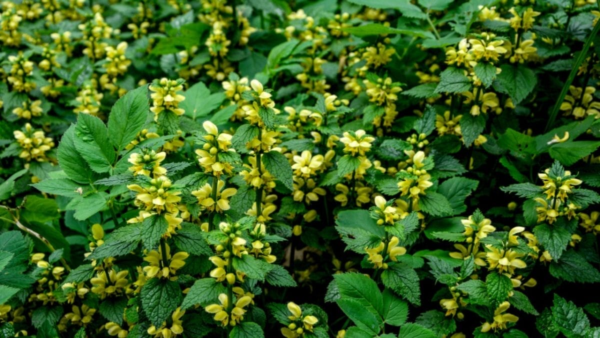 15 Shade-Loving Ground Covers to Transform Your Garden 17 15 Shade-Loving Ground Covers to Transform Your Garden - yellow archangel ss1988368349