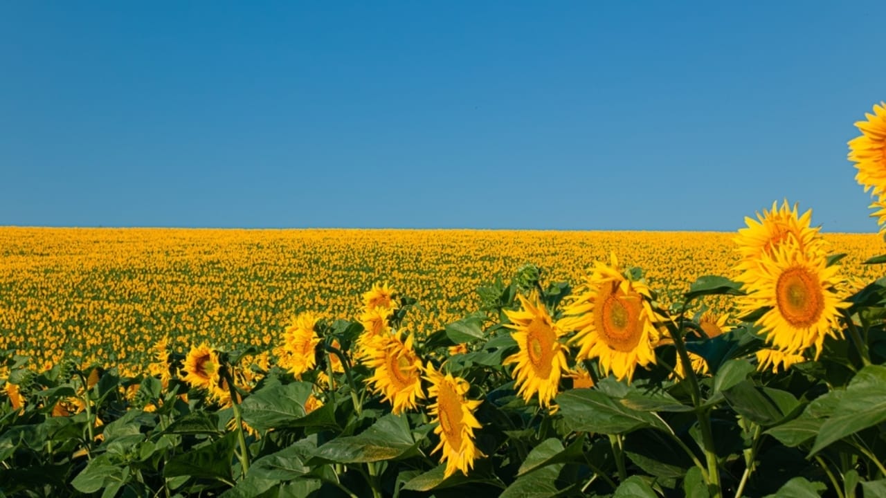 You'll See Sunflowers Differently After Learning These 10 Facts 3 You'll See Sunflowers Differently After Learning These 10 Facts - young sunflower ss2340632265