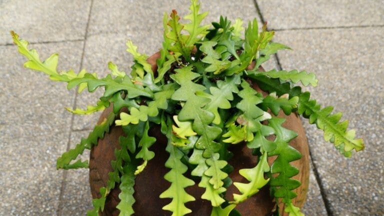 How to Grow & Care for the Quirky Fishbone Cactus Plant 4 How to Grow & Care for the Quirky Fishbone Cactus Plant - zig zag cactus ss1993063931