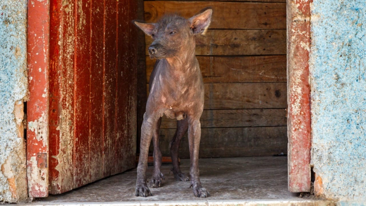These 13 African Dogs Prove Beauty Comes From Resilience 10 These 13 African Dogs Prove Beauty Comes From Resilience - Abyssinian Sand Terrier ss783898198