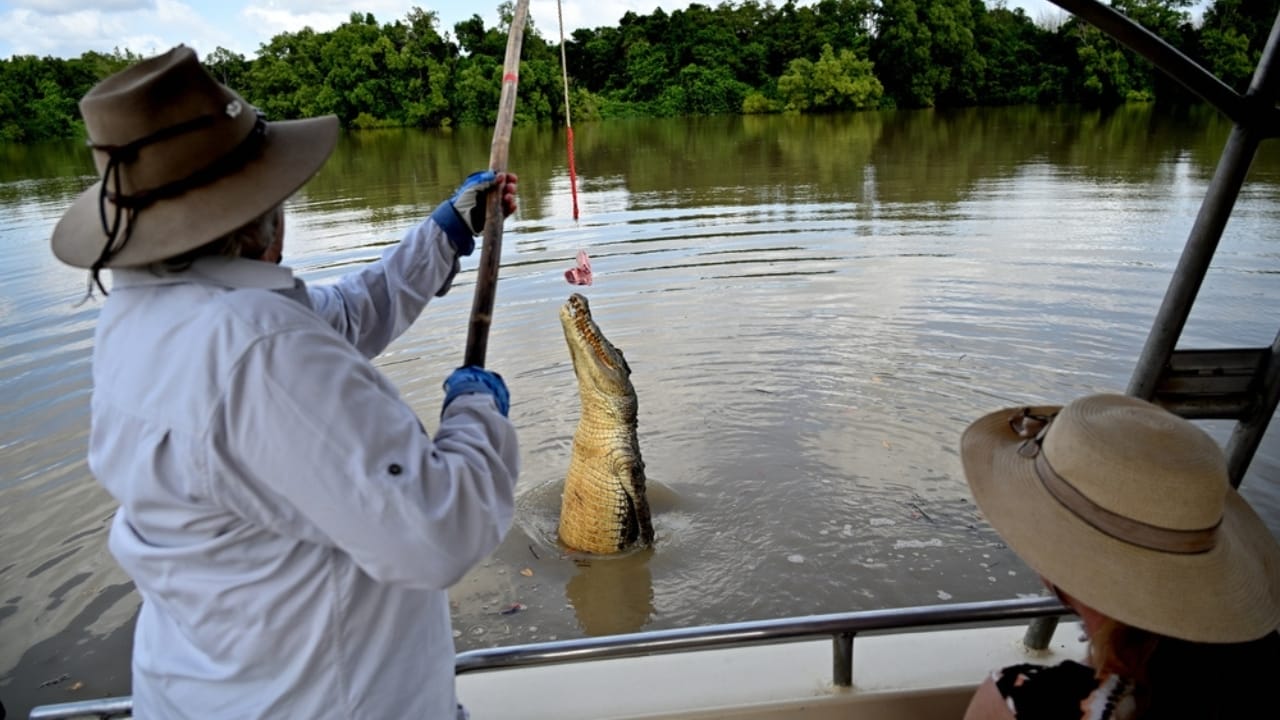 'Dominator’ – The World’s Largest Wild Crocodile Weighing Over 2,000 Pounds, As Big as a Small School Bus 9 'Dominator’ – The World’s Largest Wild Crocodile Weighing Over 2,000 Pounds, As Big as a Small School Bus - Adelaide river jumping crocodile ss2072218829