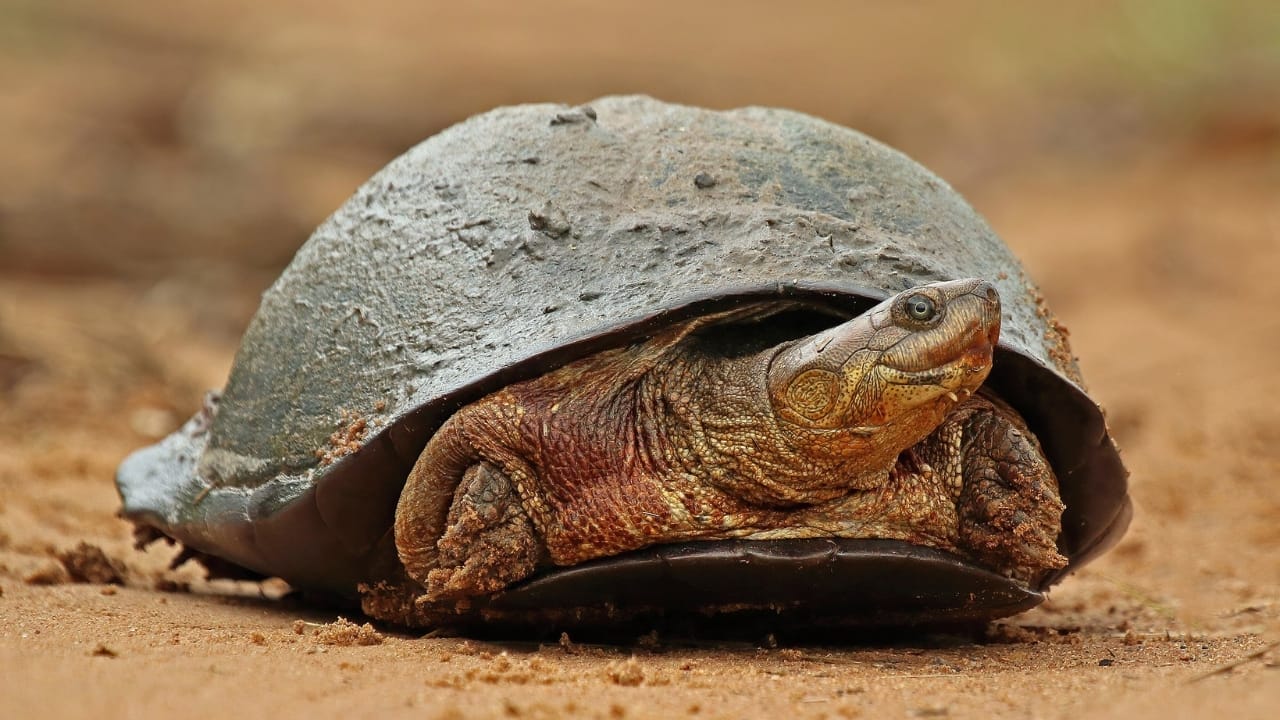 10 of the World's Most Dangerous Turtles - African helmeted turtle wc