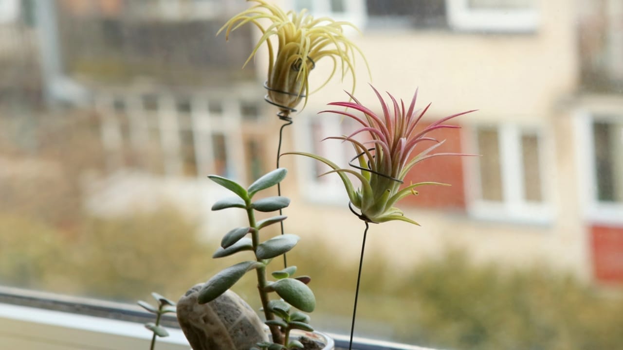 The Perfect Houseplant for Your Zodiac Sign: Find Your Match 13 The Perfect Houseplant for Your Zodiac Sign: Find Your Match - Air plant in window dp234982498