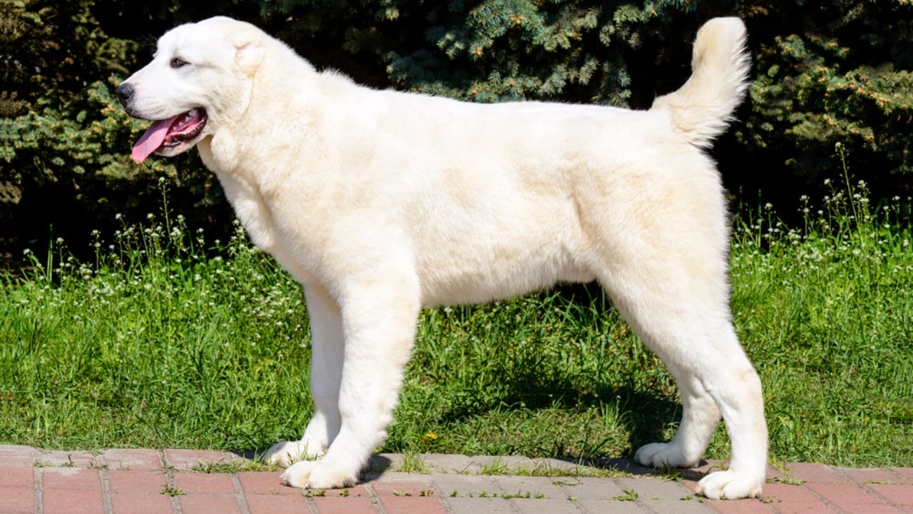 These Dog Breeds Have the Shortest Lifespans—One Breed Lives Just 5 Years - Akbash dog dp232661442