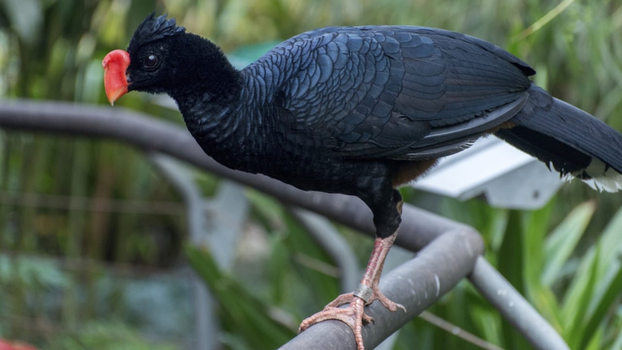 10 of the World's Rarest Birds: Among Over 10,000 Species, 1,480 are on the Brink of Disappearing - Alagoas Curassow ss760774852