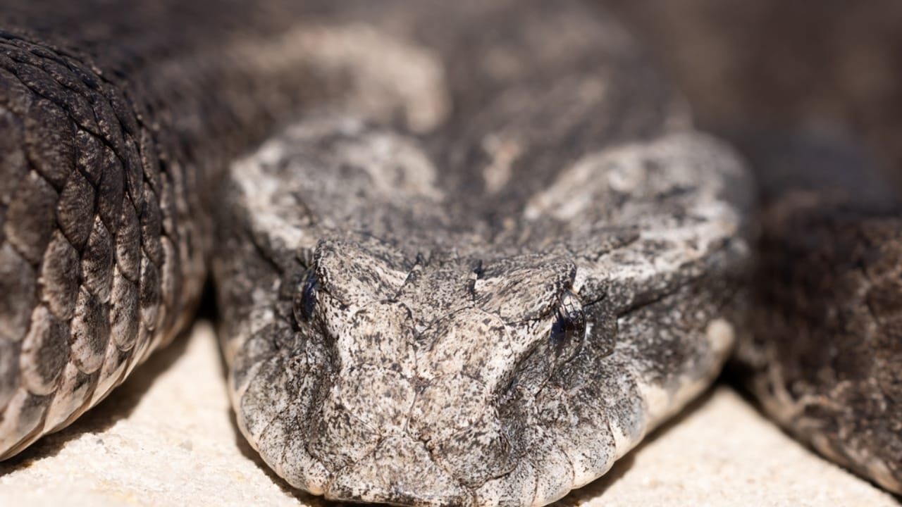 8 Snake Species So Rare, You May Never See Them 8 8 Snake Species So Rare, You May Never See Them - Albany adder dp575410228