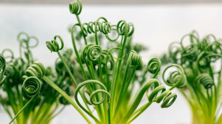 This Frizzle Sizzle Plant Brings a Twist of Whimsical Wildness to Your Home 5 This Frizzle Sizzle Plant Brings a Twist of Whimsical Wildness to Your Home - Albuca spiralis ss1880876221