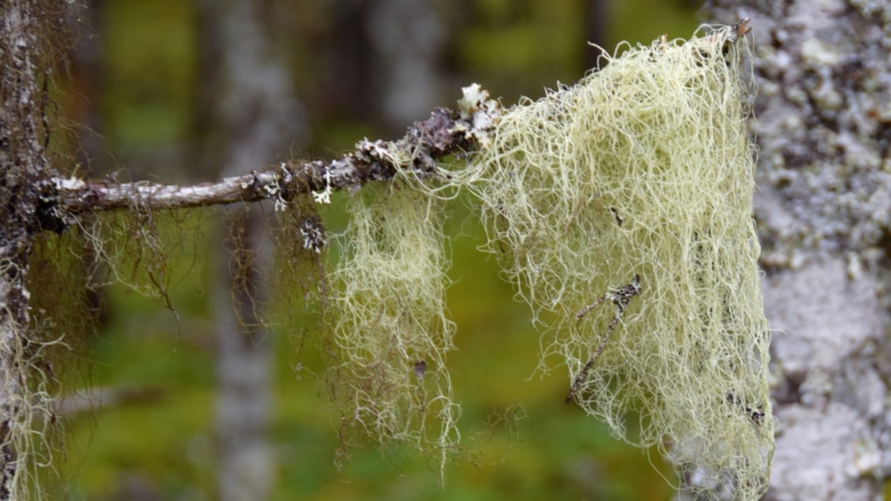 9 Reasons Why the Usnea Lichen Is Nature's Best-Kept Secret 11 9 Reasons Why the Usnea Lichen Is Nature's Best-Kept Secret - Alectoria sarmentosa Usnea lichen ss1163401540