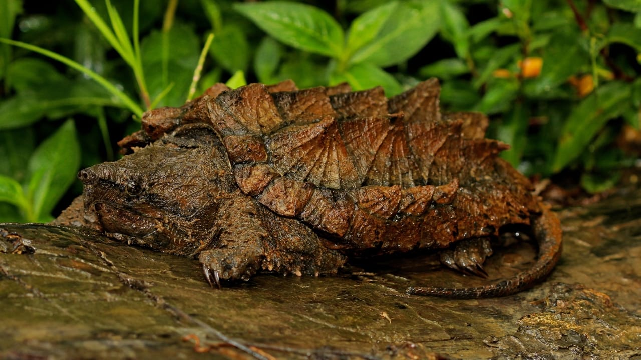 10 of the World's Most Dangerous Turtles - Alligator Snapping Turtle wc