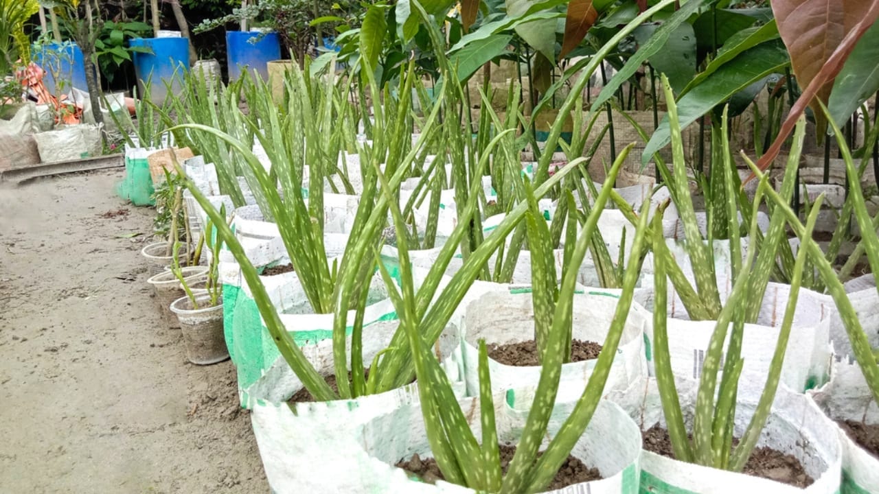 5 Simple Techniques for Growing Aloe Vera with Juicier Leaves 3 5 Simple Techniques for Growing Aloe Vera with Juicier Leaves - Aloe vera growing dp527109210