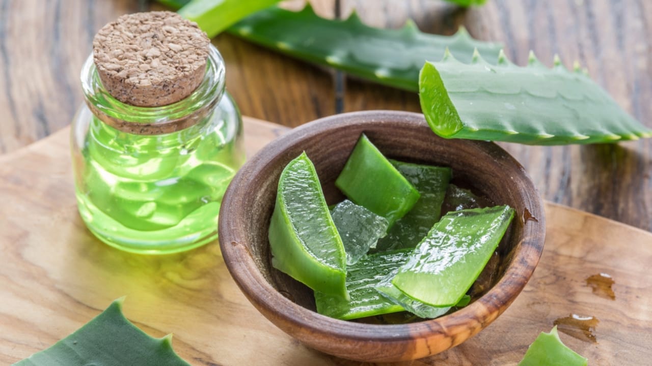 How to Propagate Aloe Vera: A Step-by-Step Guide for Beginners 5 How to Propagate Aloe Vera: A Step-by-Step Guide for Beginners - Aloe vera leaves cut dp199648386