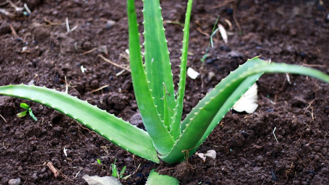 How to Propagate Aloe Vera: A Step-by-Step Guide for Beginners 4 How to Propagate Aloe Vera: A Step-by-Step Guide for Beginners - Aloe vera plant dp386000794